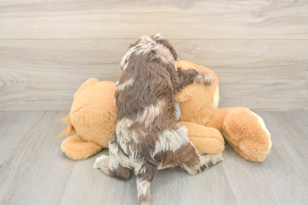 Best Cavapoo Baby