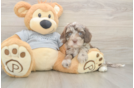 Petite Cavapoo Poodle Mix Pup