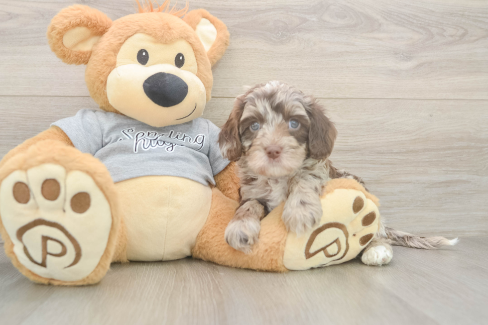 Petite Cavapoo Poodle Mix Pup