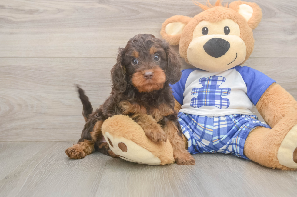 5 week old Cavapoo Puppy For Sale - Seaside Pups