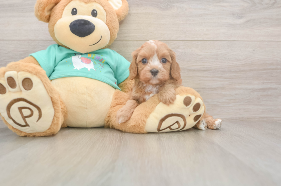 5 week old Cavapoo Puppy For Sale - Seaside Pups