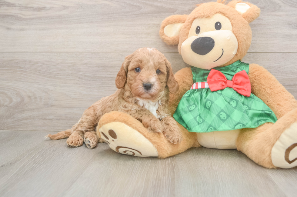 5 week old Cavapoo Puppy For Sale - Seaside Pups
