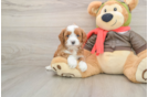 Cavapoo Puppy for Adoption