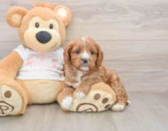 8 week old Cavapoo Puppy For Sale - Seaside Pups