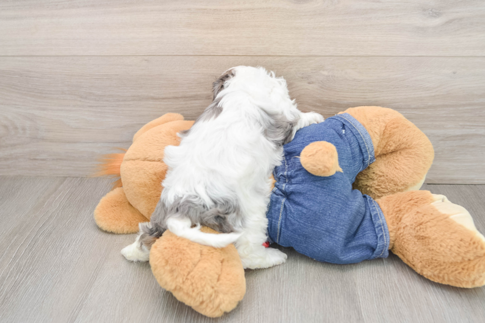 Petite Cavapoo Poodle Mix Pup