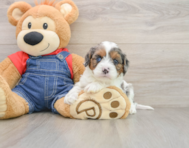 8 week old Cavapoo Puppy For Sale - Seaside Pups
