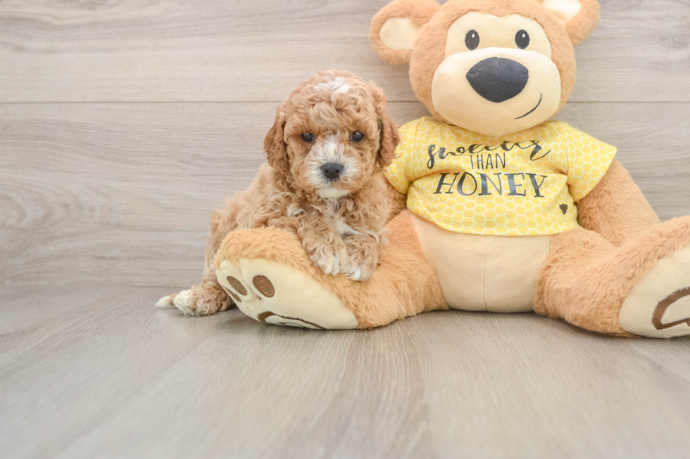 Fluffy Cavapoo Poodle Mix Pup