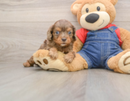 7 week old Cavapoo Puppy For Sale - Seaside Pups