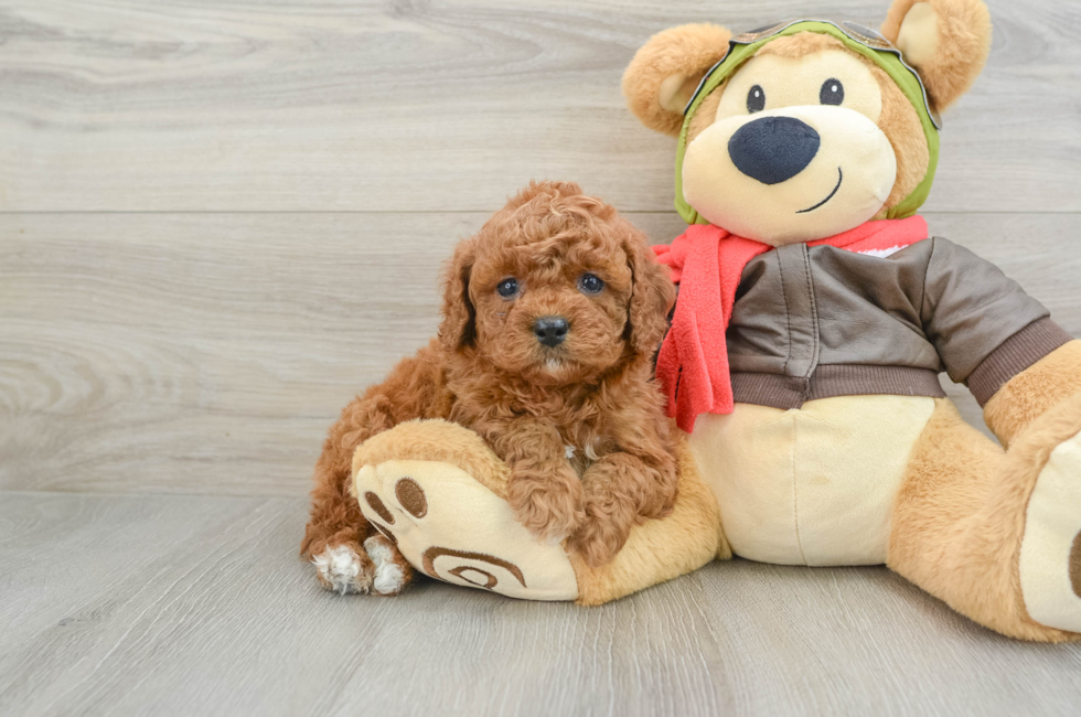6 week old Cavapoo Puppy For Sale - Seaside Pups