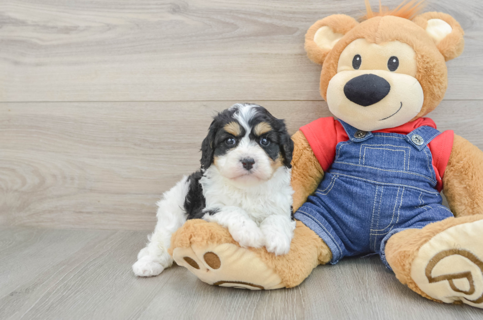 6 week old Cavapoo Puppy For Sale - Seaside Pups