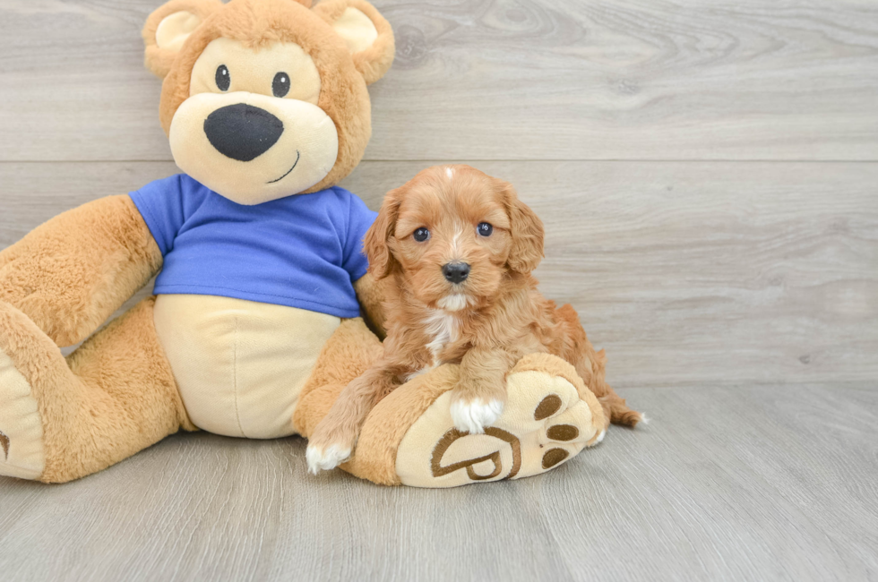 5 week old Cavapoo Puppy For Sale - Seaside Pups