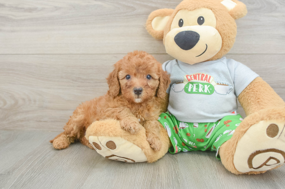 5 week old Cavapoo Puppy For Sale - Seaside Pups