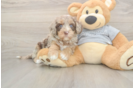 Cavapoo Puppy for Adoption