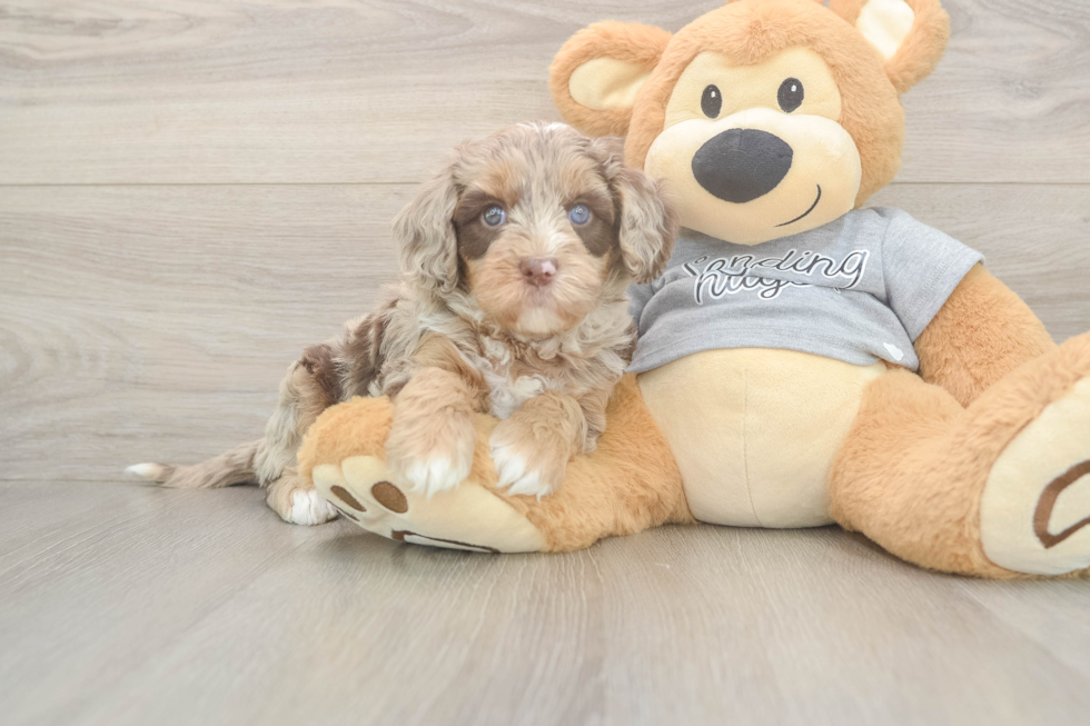 Cavapoo Puppy for Adoption