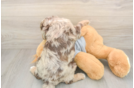 Funny Cavapoo Poodle Mix Pup