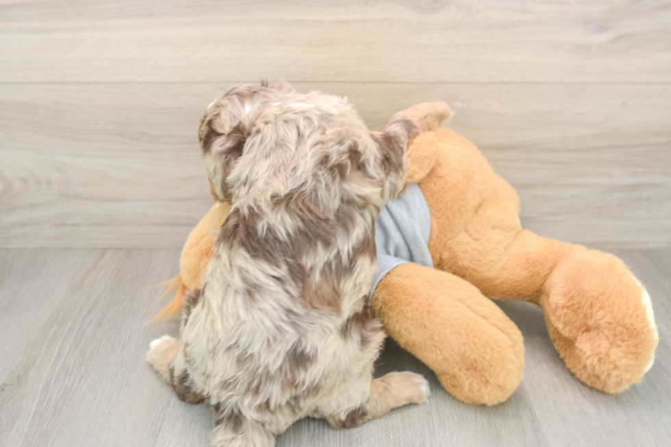 Funny Cavapoo Poodle Mix Pup