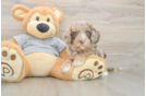 Little Cavipoo Poodle Mix Puppy