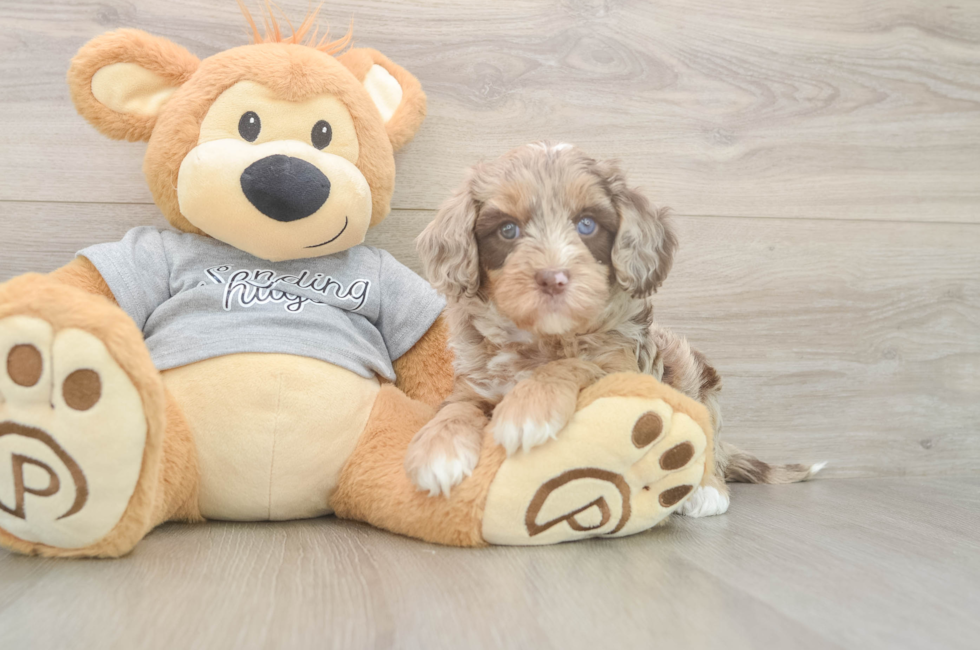 5 week old Cavapoo Puppy For Sale - Seaside Pups