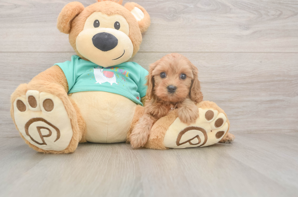 5 week old Cavapoo Puppy For Sale - Seaside Pups