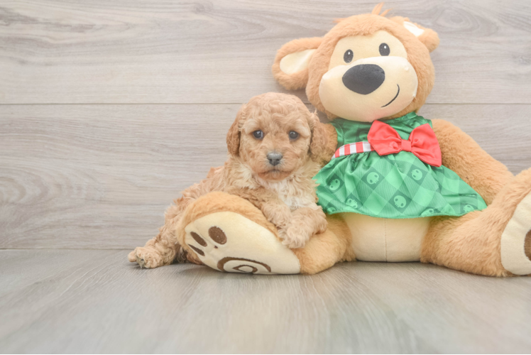 Playful Cavapoodle Poodle Mix Puppy