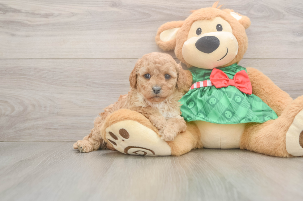 5 week old Cavapoo Puppy For Sale - Seaside Pups