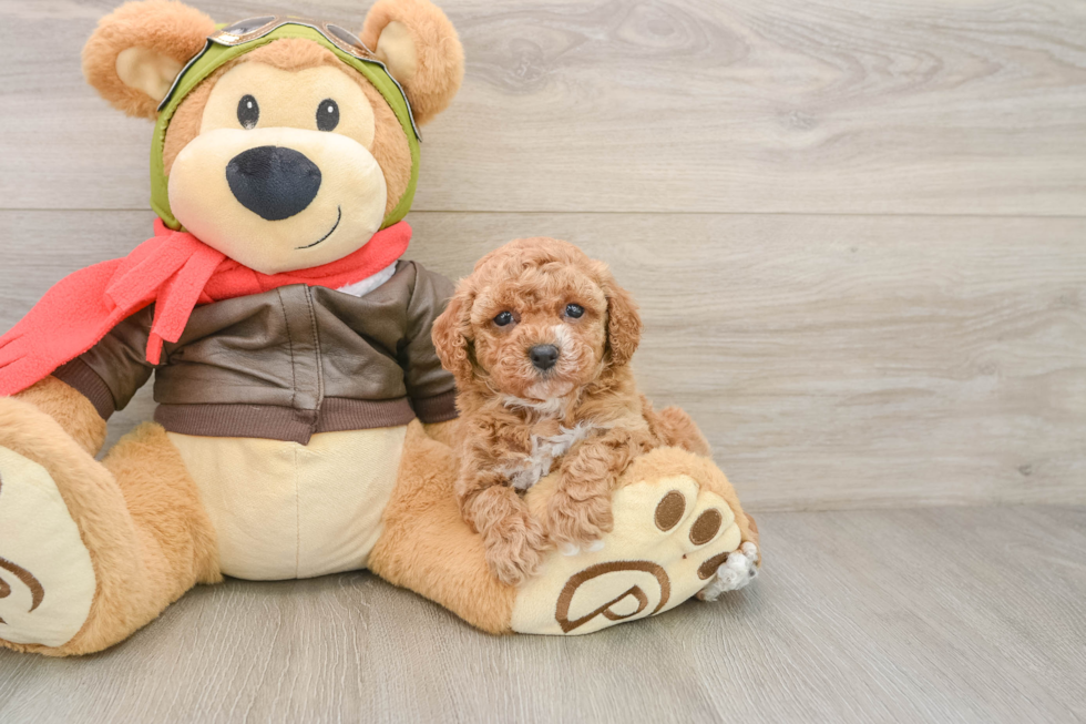 Cavapoo Pup Being Cute