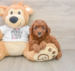 7 week old Cavapoo Puppy For Sale - Seaside Pups