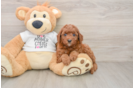 Cavapoo Puppy for Adoption