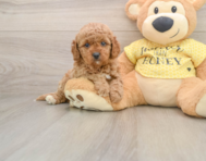 8 week old Cavapoo Puppy For Sale - Seaside Pups