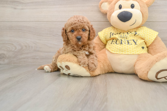 Cavapoo Pup Being Cute