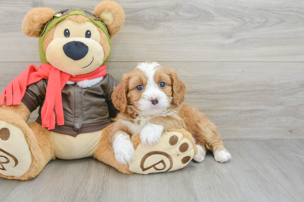 Cavapoo Puppy for Adoption