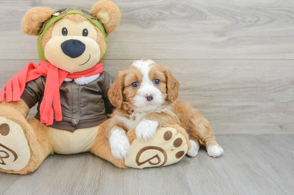 5 week old Cavapoo Puppy For Sale - Seaside Pups