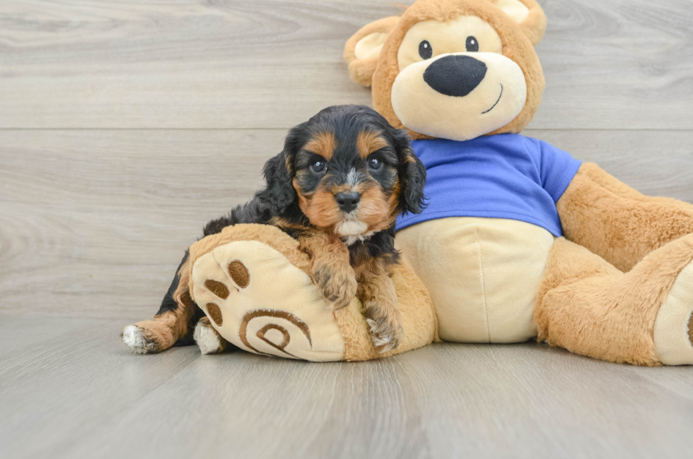 5 week old Cavapoo Puppy For Sale - Seaside Pups