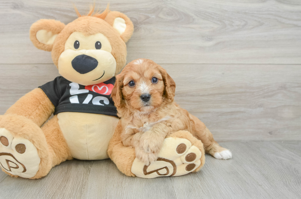 8 week old Cavapoo Puppy For Sale - Seaside Pups