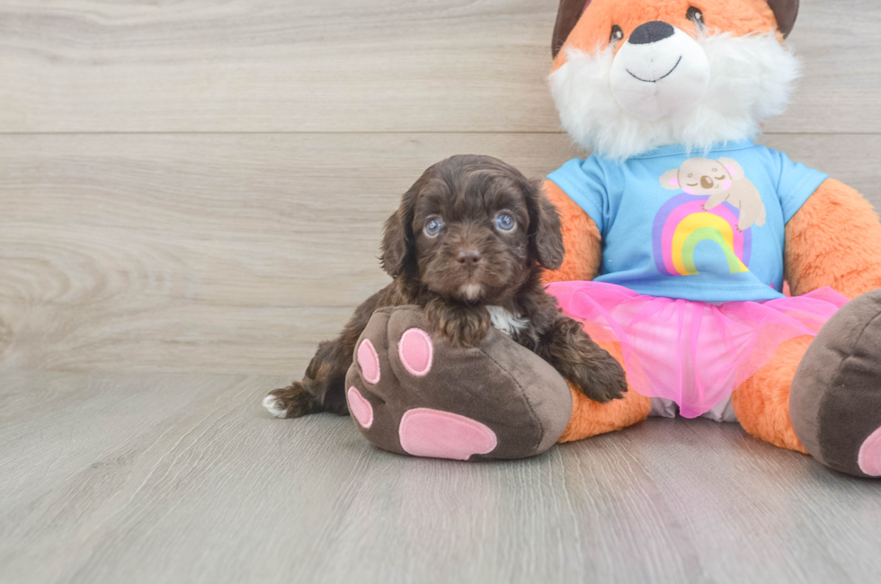 5 week old Cavapoo Puppy For Sale - Seaside Pups