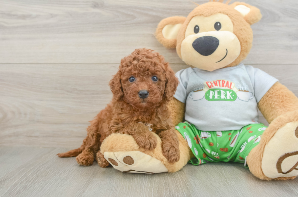 5 week old Cavapoo Puppy For Sale - Seaside Pups