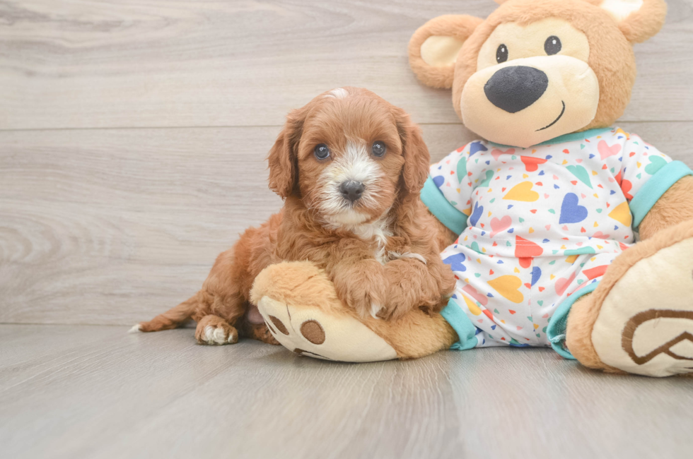 6 week old Cavapoo Puppy For Sale - Seaside Pups