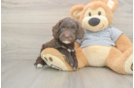 Popular Cavapoo Poodle Mix Pup