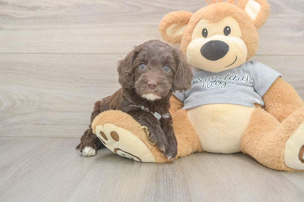 Popular Cavapoo Poodle Mix Pup