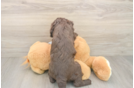 Cavapoo Pup Being Cute