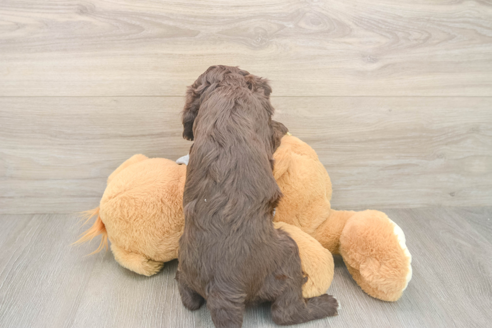 Cavapoo Pup Being Cute