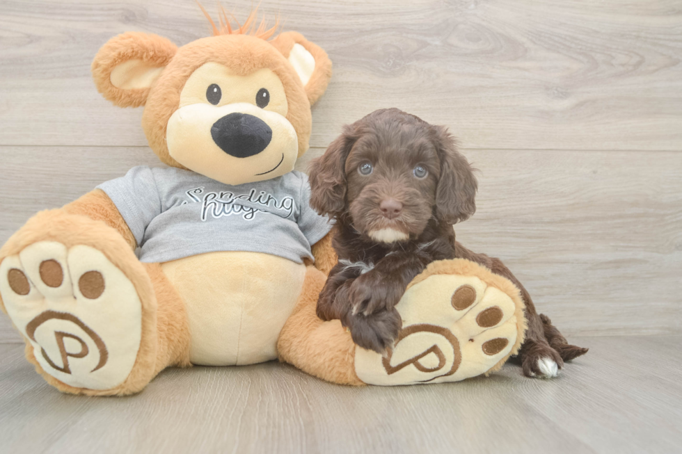 Cavapoo Pup Being Cute
