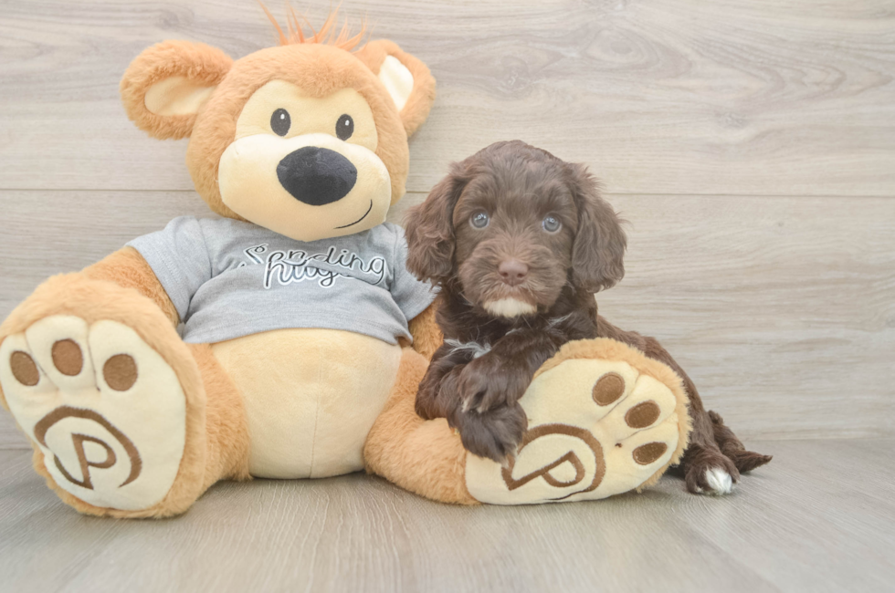 5 week old Cavapoo Puppy For Sale - Seaside Pups