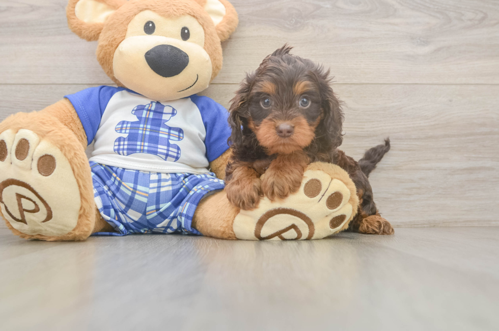 5 week old Cavapoo Puppy For Sale - Seaside Pups