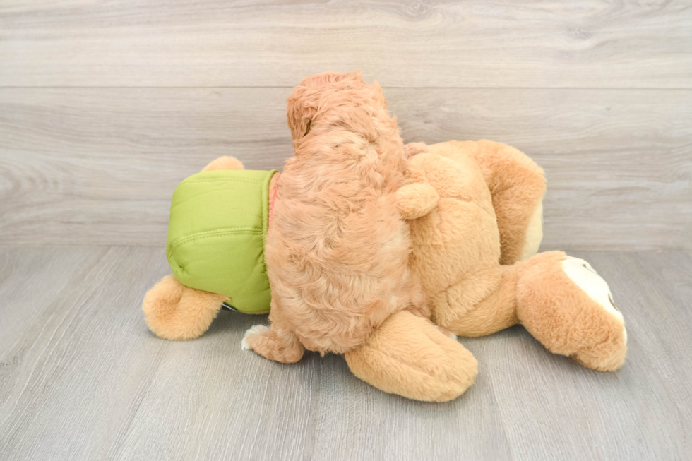 Cavapoo Pup Being Cute