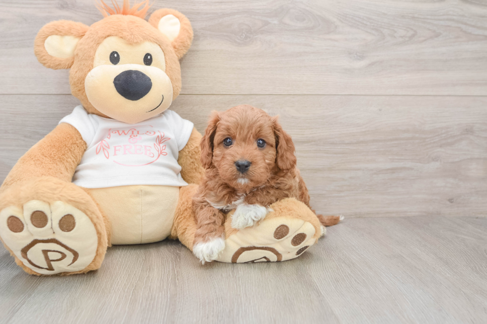 Playful Cavapoodle Poodle Mix Puppy