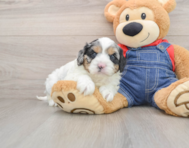 8 week old Cavapoo Puppy For Sale - Seaside Pups