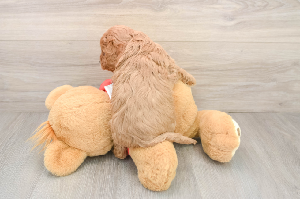 Cavapoo Puppy for Adoption