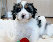 11 week old Cavapoo Puppy For Sale - Seaside Pups