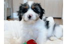Cavapoo Pup Being Cute